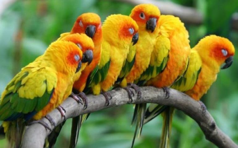 Homem é preso com armas e animais silvestres em Botucatu
