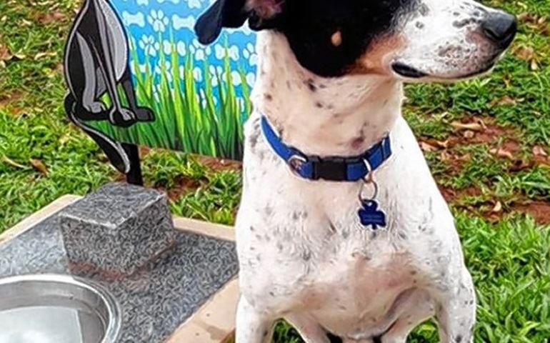 Botucatu tem bebedouro para cães