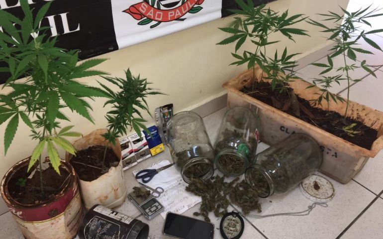 Pedreiro é preso após polícia encontrar sete pés de maconha em Avaré