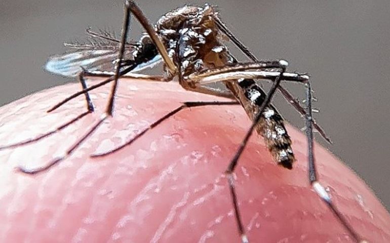 Unesp de Botucatu pesquisa uso de bactérias contra o Aedes