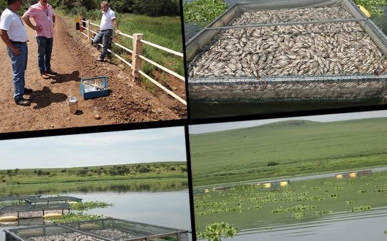48 mil quilos de peixes mortos em S. Manuel