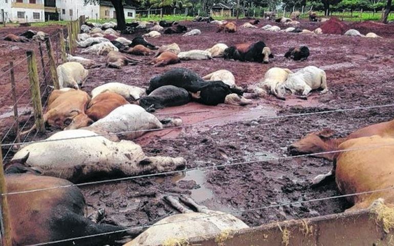 Centenas de cabeças de gado morrem e caso gera mistério