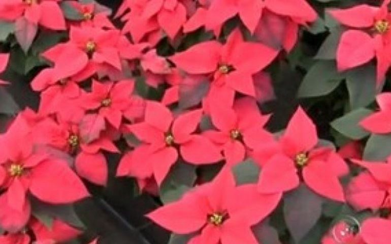 Venda da poinsétia cresce com a chegada do Natal em Paranapanema