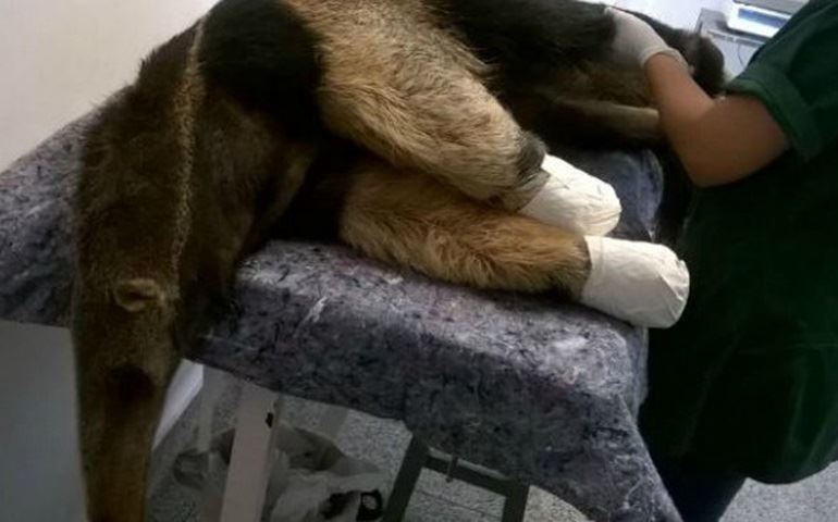 Tamanduá é atropelado e motorista deixa de socorrer animal em AvaréBicho está na categoria vulneráve