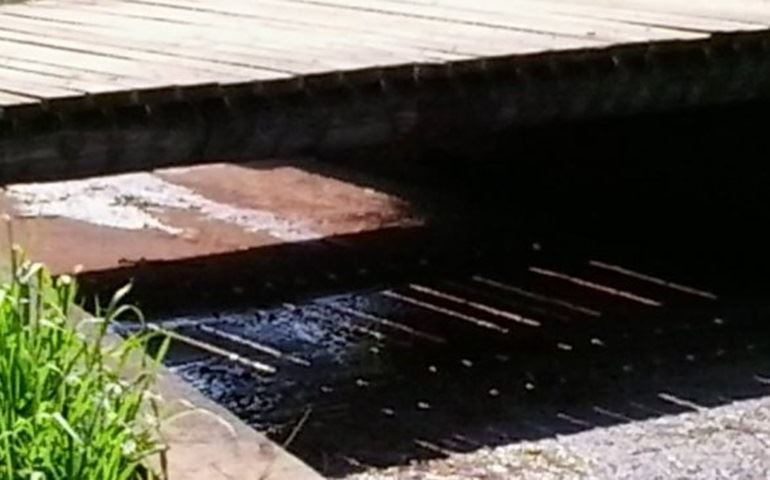Sabesp provoca mortandade de peixes no Horto Florestal de Avaré.