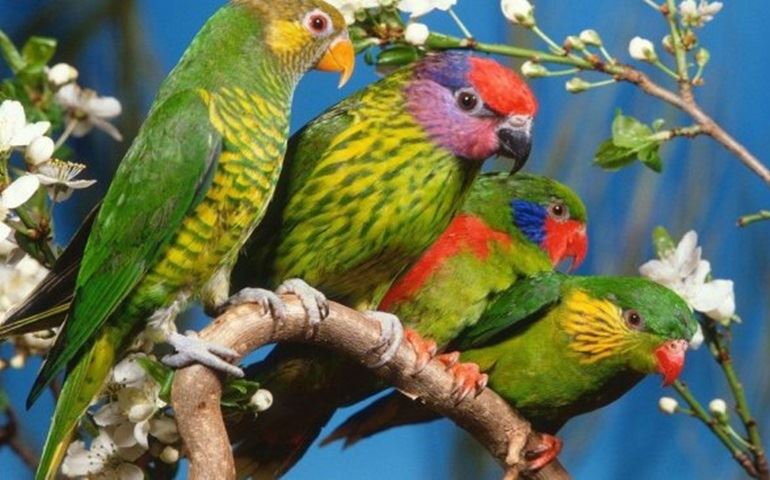 O centro de recepção e soltura de animais pode reabrir