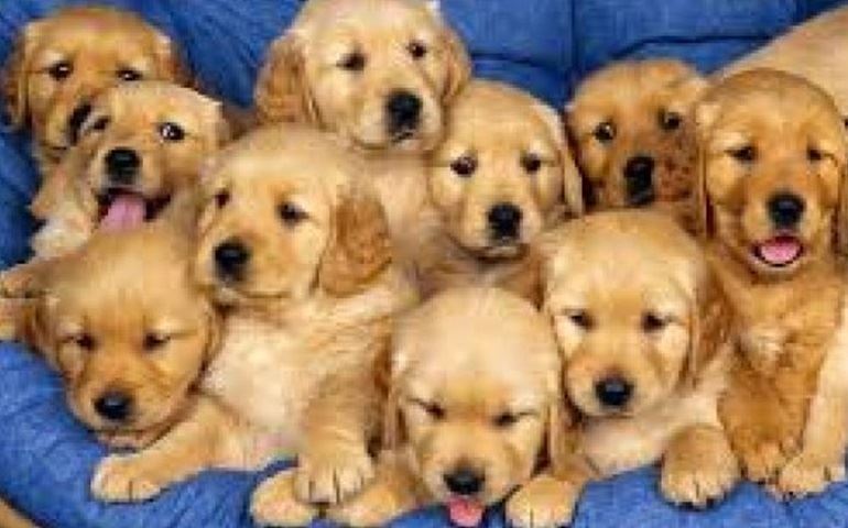 Homem é condenado por envenenar animais em Cerqueira César