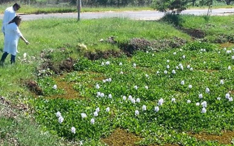 Infestação de planta aquática cobre superfície de lago em Avaré