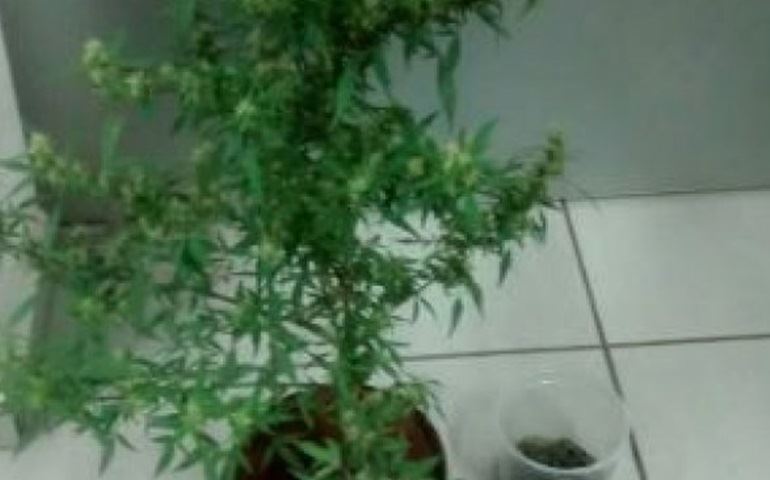Duas pessoas são presas por tráfico de drogas na região de AvaréRapaz de 21 anos cultivava dois pés