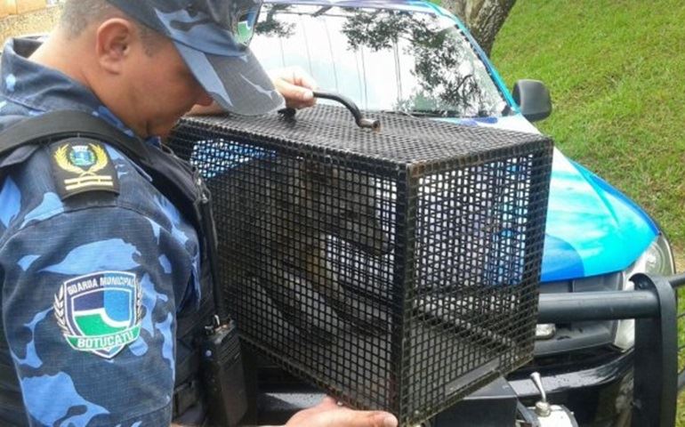 Cachorro do mato é salvo de ataque em Botucatu