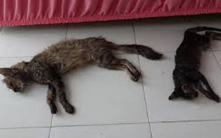 Suspeita de envenenamento de gatos no Jd. S. Paulo