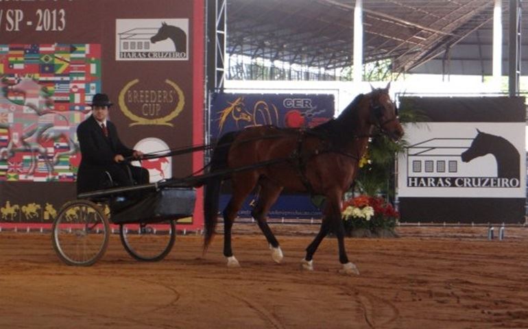 JULGAMENTO DO CAVALO ÁRABE FOI DOMINGO