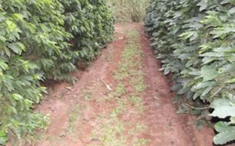 Laudo aponta que morte de travesti em Arandu foi provocada por facadas