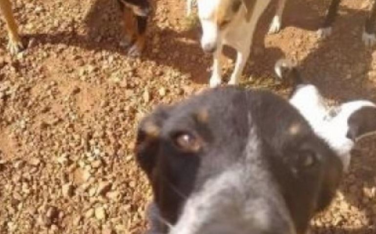 Prefeitura não repassa verba a Centro de Zoonoses, há 6 meses