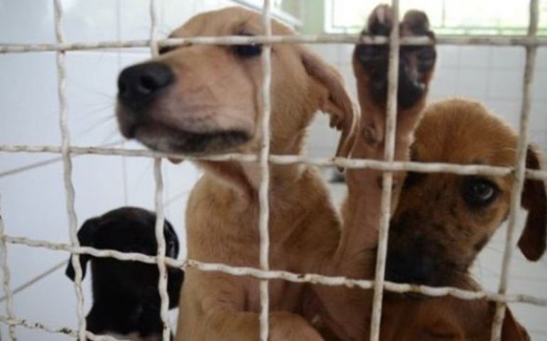 AJUDE A AMOR DE QUATRO PATAS E CONCORRA A UMA SESSÃO DE FOTOS COM SEU PET