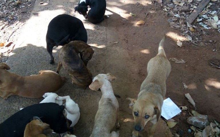 Casos de maus-tratos contra animais podem ser denunciados pela internet