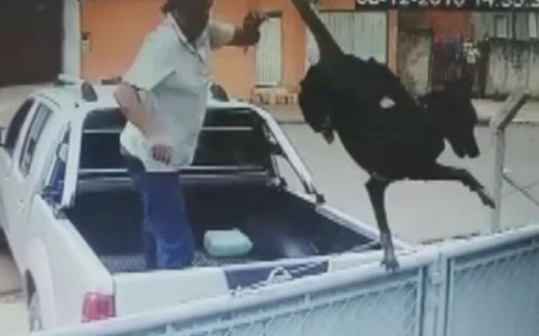Polícia tenta identificar homem que jogou cachorro por cima de portão
