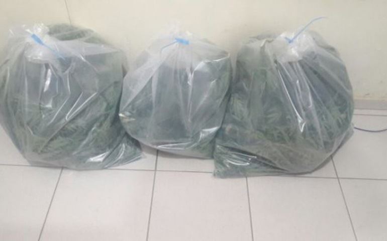 Atrás de assaltante Polícia prende dois e encontra pé de maconha gigante