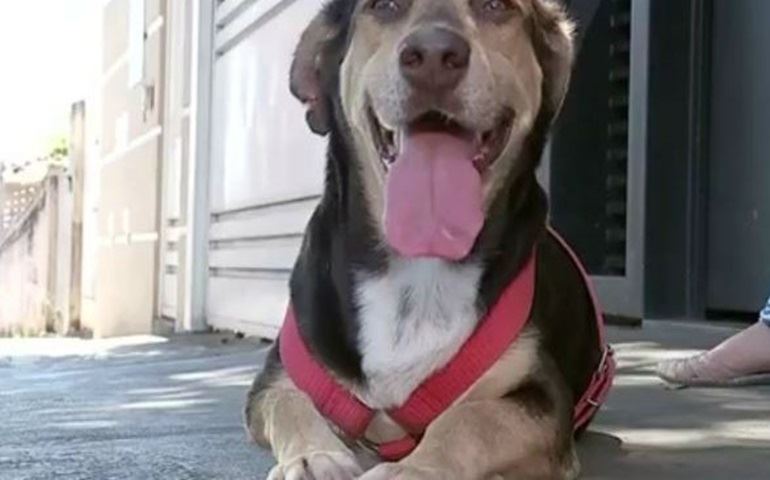 Animais de estimação precisam de cuidados especiais durante passeios