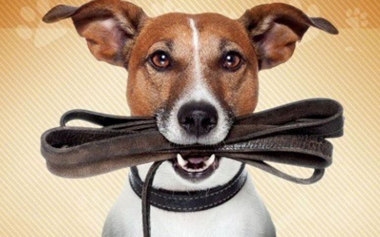 Amor de Quatro Patas realiza feira de adoção neste sábado