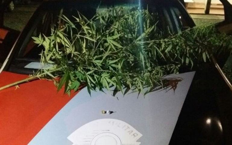 Adolescente de 13 anos é detida com porções e pé de maconha em Itaí