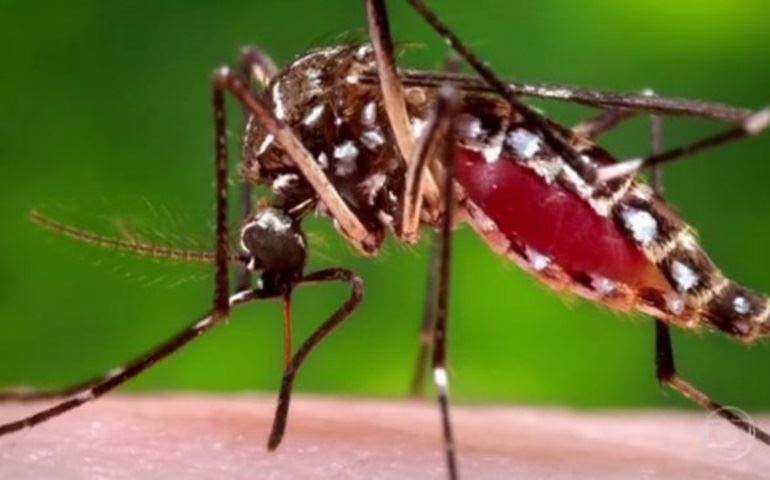Preciso me vacinar contra a febre amarela? Veja perguntas e respostas sobre o surto em MG