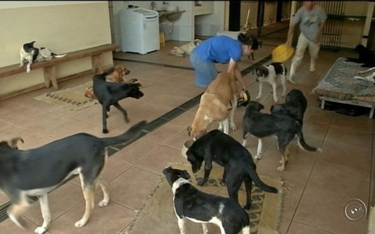 Centro de Zoonoses de Avaré passa por dificuldades