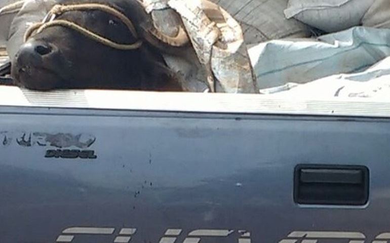 Morador flagra gado sendo transportado em caminhonete