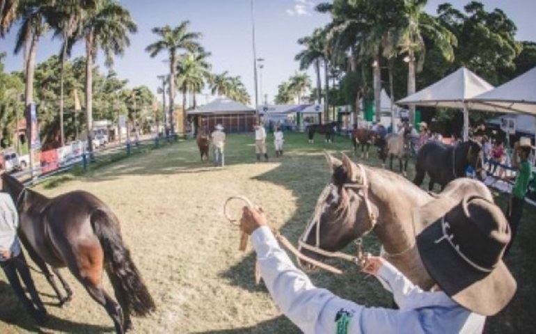 Avaré está no roteiro nacional da raça Crioula