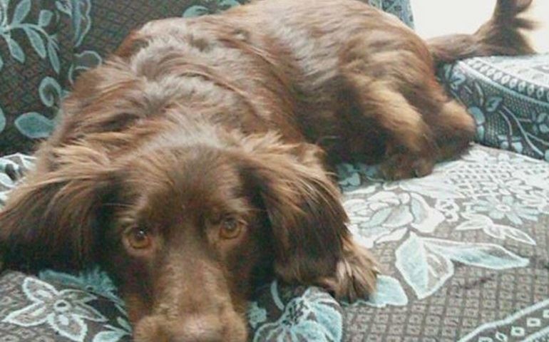 Adestrador dá dicas para facilitar a adaptação dos novos pets em casa