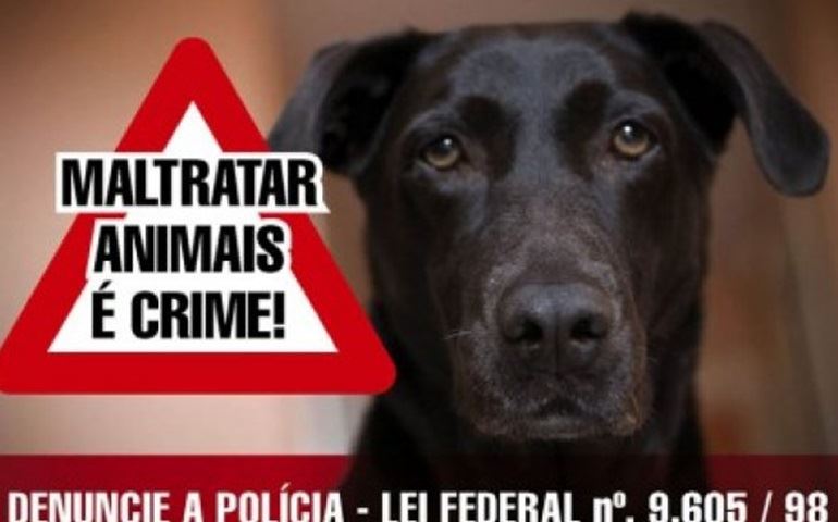 Homem golpeia com martelo animal de estimação em Avaré.