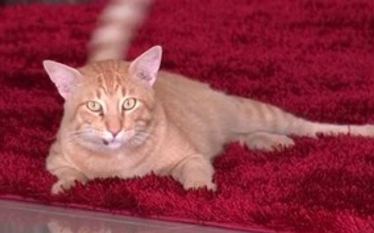 Gato vira 'fiel assíduo' em missas de paróquia em Araçatuba