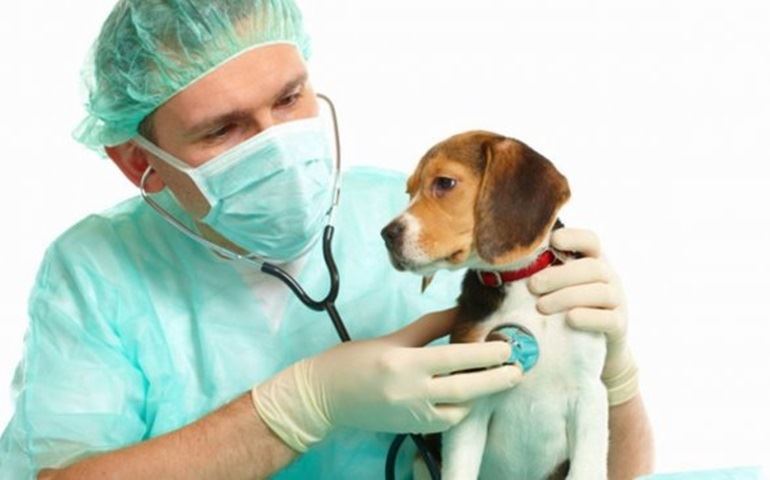 Clínica Veterinária Municipal deixa de realizar atendimentos