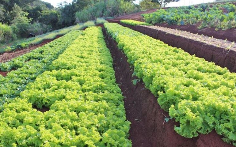 Com produtos de agricultores familiares, Prefeitura amplia Merenda Escolar