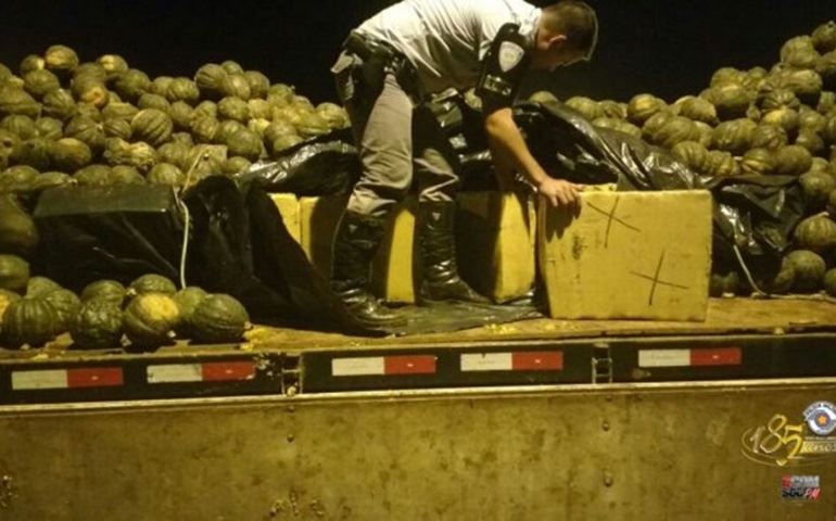 Tático Rodoviario apreende 1,3 tonelada de maconha e 2,4 mil comprimidos de ecstasy