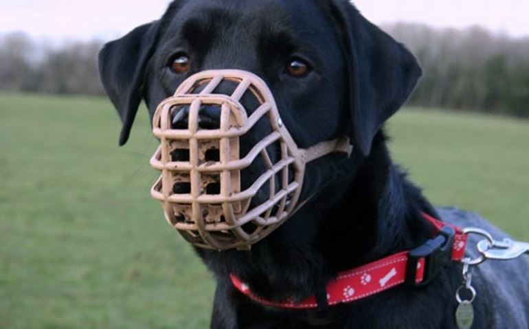 É LEI: RAÇAS DE CÃES FEROZES DEVEM CIRCULAR COM FOCINHEIRA EM AVARÉ