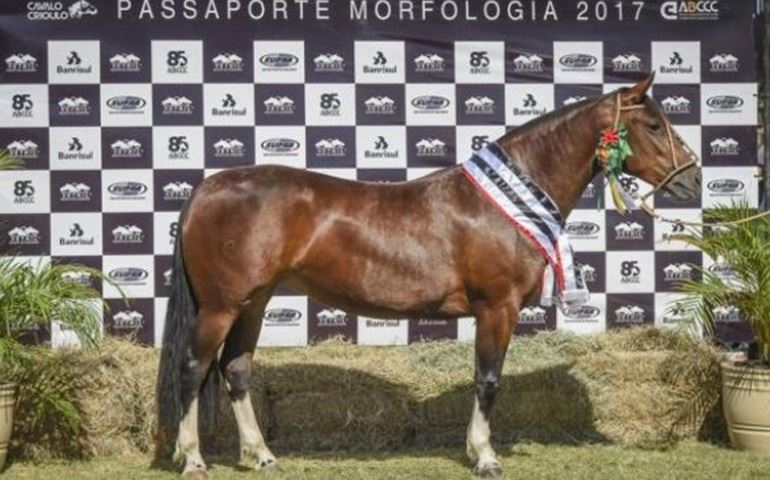 Pista de Avaré classifica Cavalos Crioulos para a Expointer