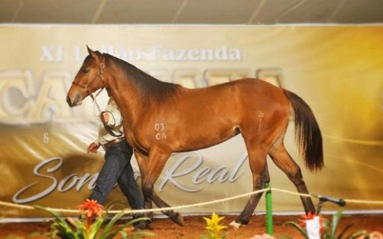 Mercado de cavalos se aquece com competições e leilões