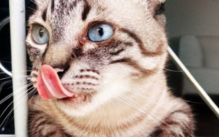 Fique atento a alguns alimentos proibidos para gatos