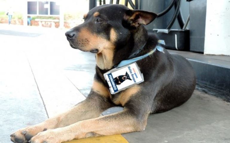 De andarilho a ?gerente de posto?, cão ganha crachá e vira sucesso entre clientes