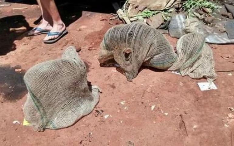 Filhotes de cães são encontrados em sacos de batata jogados em caçamba