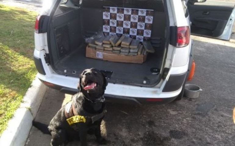 CÃO POLICIAL LOCALIZA DROGAS EM ÔNIBUS NA SP-280