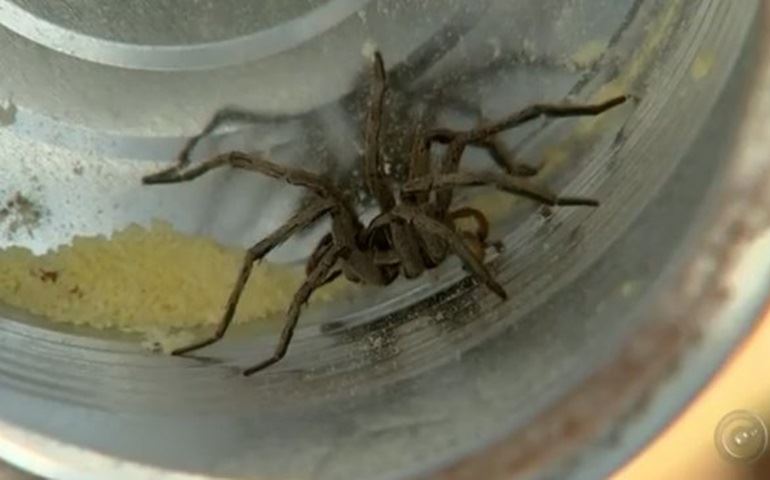 Animais peçonhentos invadem casas em Avaré e Itapetininga por conta do tempo frio