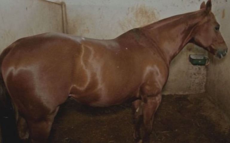 Sem ração, cavalos não treinam e etapa de classificação para torneio internacional é adiada em Avaré