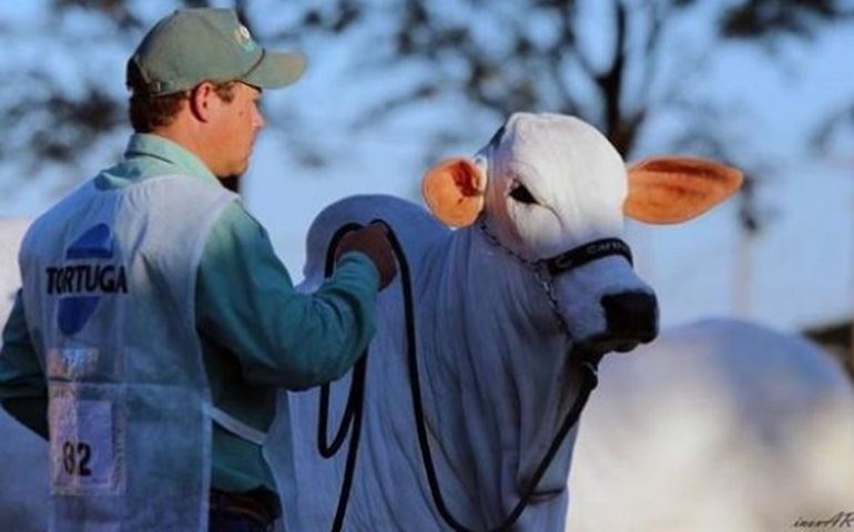 Circuito Nacional Nelore reunirá animais de genética superior na exposição de Avaré (SP)
