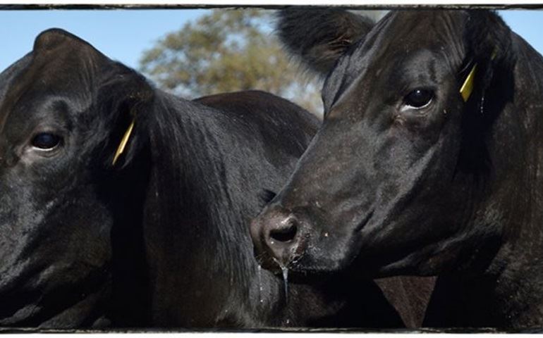 Leilão Avaré Angus Show apresentará genética voltada à produção durante a Exponel 2018