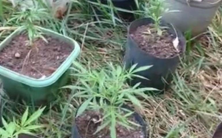Polícia Civil apreende mais de 30 pés de maconha em Alambari