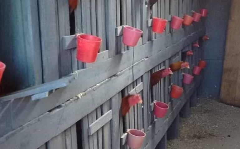 Polícia Ambiental resgata mais de 80 galos com sinais de maus-tratos em Itapeva