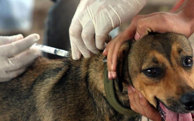 VISA prepara campanha de vacinação contra raiva animal