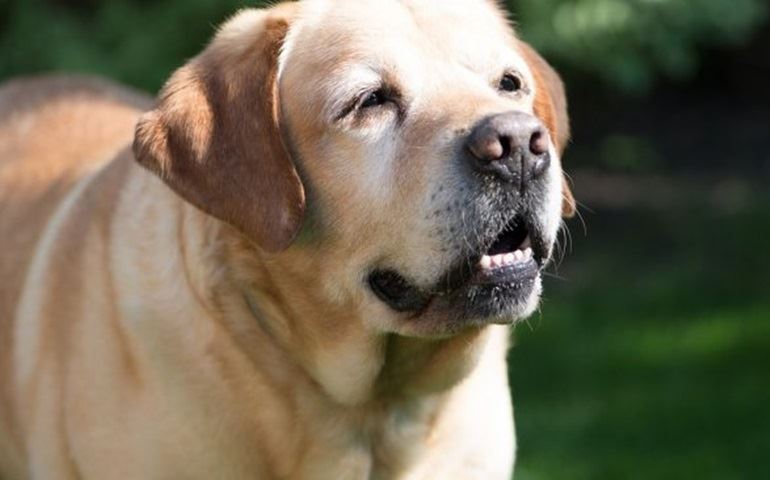 Veterinário destaca cuidados especiais com a saúde de animais idosos